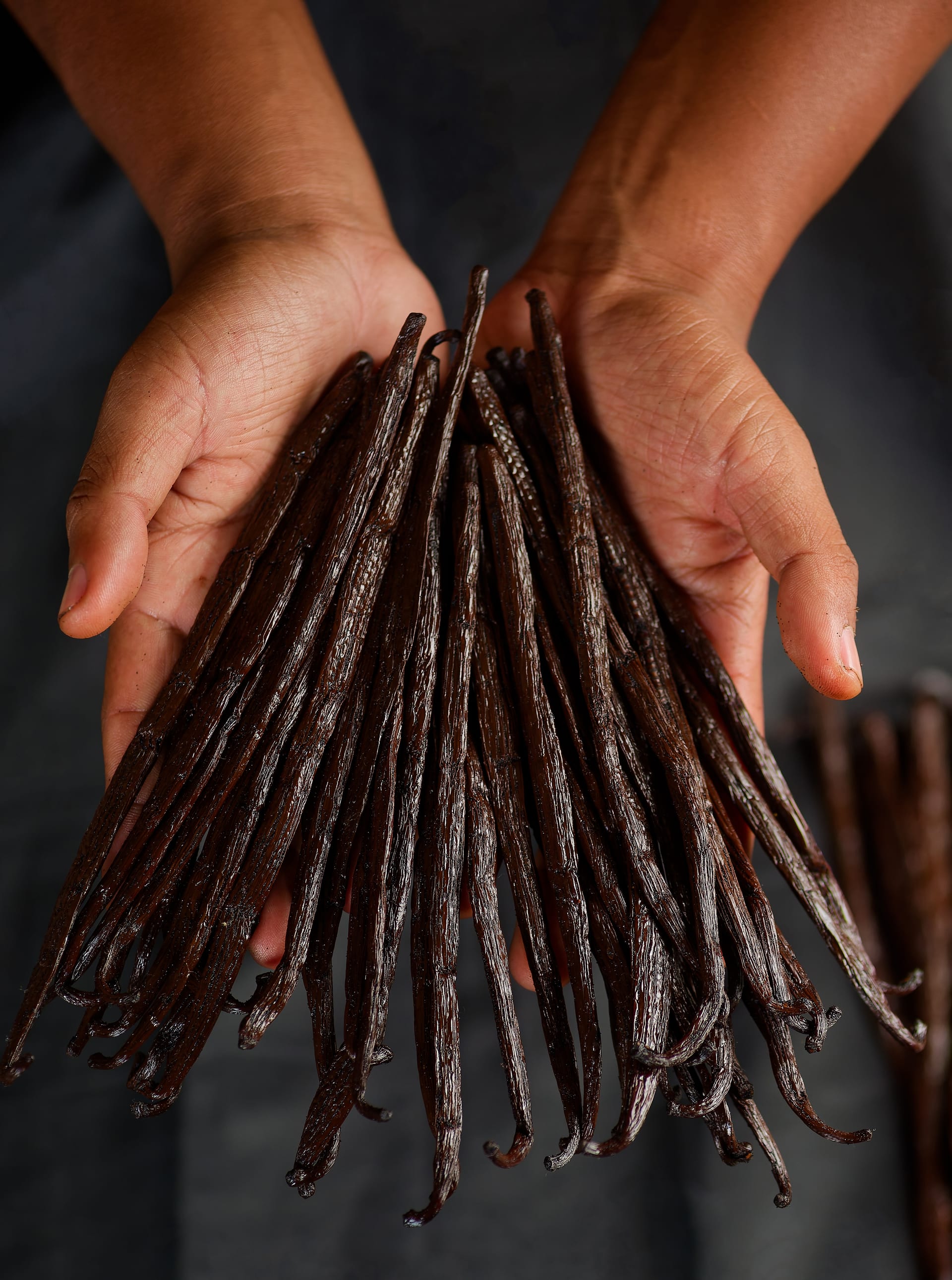 Hands holding a bundle of Bourbon vanilla pods from Madagascar
